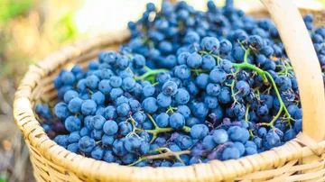 A basket full of blue grapes outdoors.