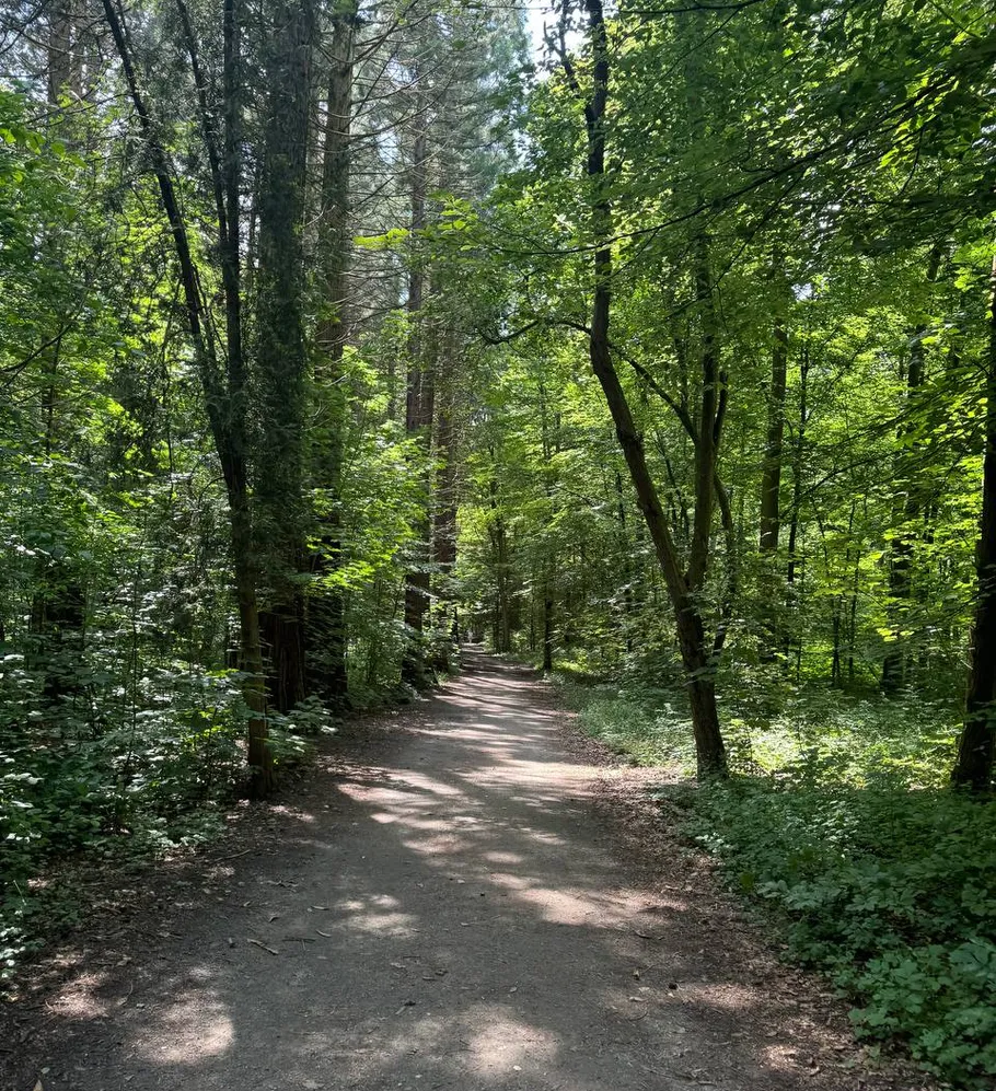 Ein Weg schlängelt sich durch einen grünen Wald.