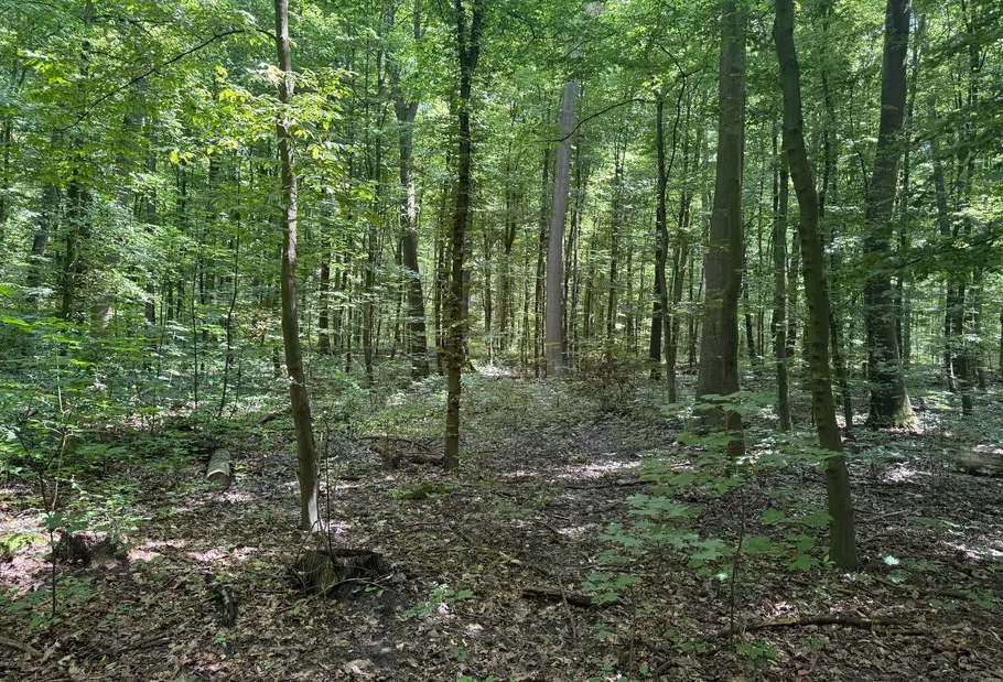 Dichter Wald mit grünen Bäumen und schattigem Boden.