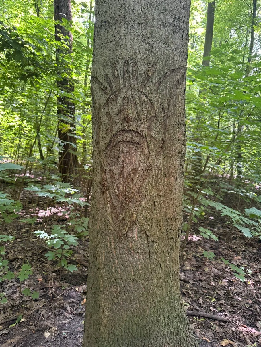 A tree with a carved face in the forest.