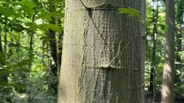 Baumstamm mit Rinde umgeben von grünen Blättern im Wald.