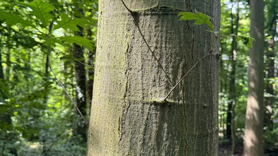 Tree trunk with bark surrounded by green leaves in the forest.