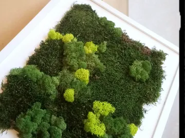 Grünes Moos in verschiedenen Farbtönen, kunstvoll arrangiert.