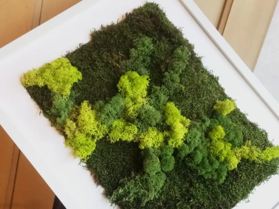 Moss artwork arranged in a frame, green and yellowish.