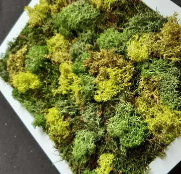 Moss grows on a light surface, green colors dominate.