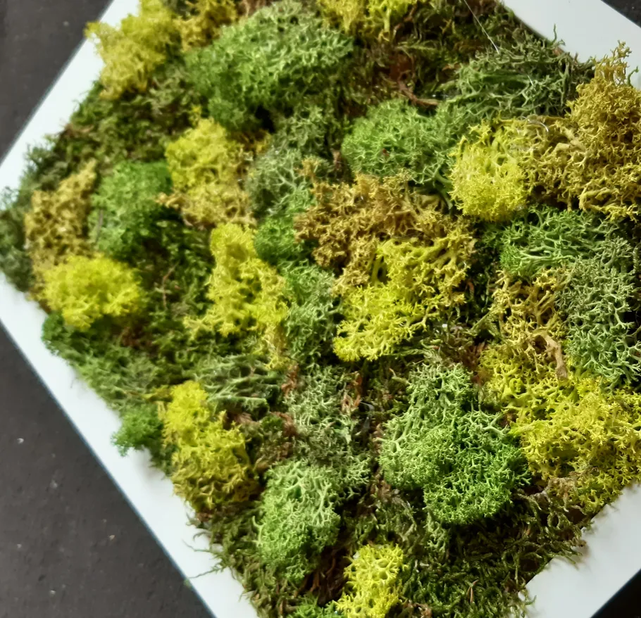 Moss grows on a light surface, green colors dominate.