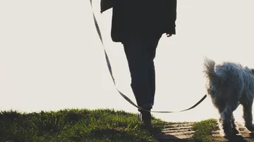 Hund läuft mit Besitzer auf einem Gehweg im Freien.