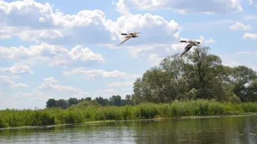 Birds fly across a calm river under cloudy skies.