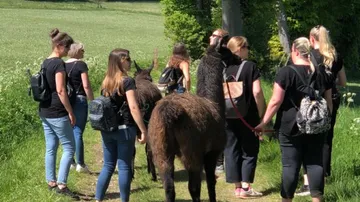 Group of women walk along a path with llamas.