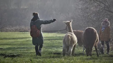 A person is leading a llama in a green field.
