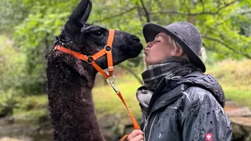 Lama touches a woman with her head in a natural environment.