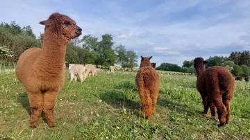 Three alpacas are standing in a meadow surrounded by trees.