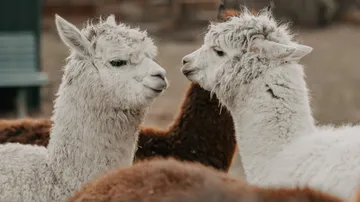 Two llamas stand close to each other and look at each other.