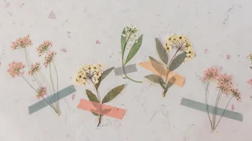 Pressed flowers liegen auf einem hellen Hintergrund und sind fixiert.