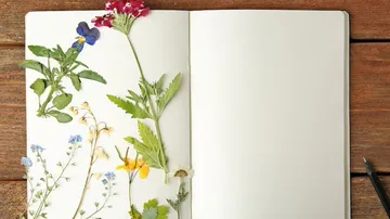 An open notebook with pressed flowers on page.