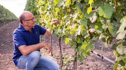 Man examines grapes in a vineyard in sunlight.