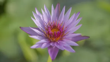 Purple blossom unfolds over green water background.