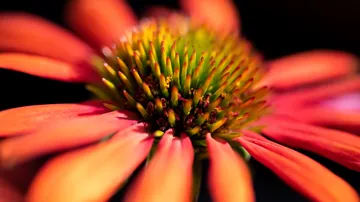 Flower with colorful petals on a dark background.