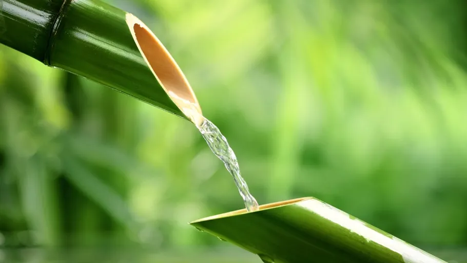Green bamboo cane not far from water source, water flows