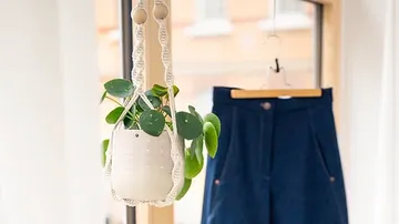 Hängende Pflanze wächst neben einer blauen Hose im Fenster.