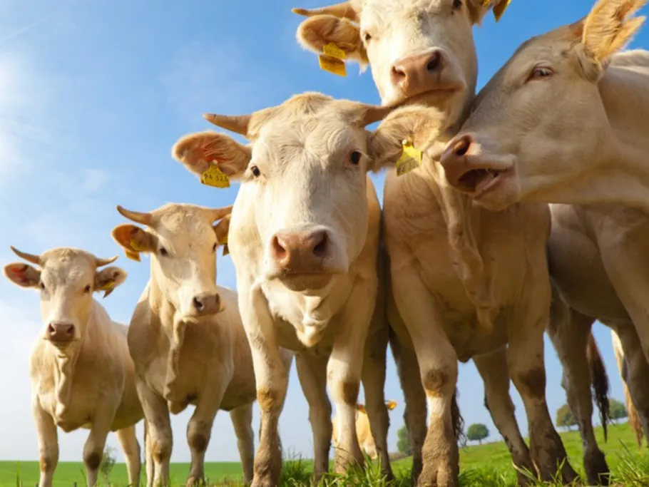 Cows stand and look curiously at the camera, meadow.