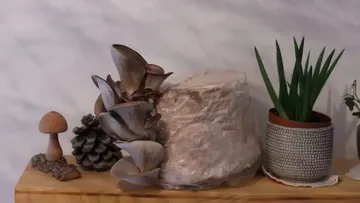 Mushrooms and plants on a wooden rack in a gentle environment.