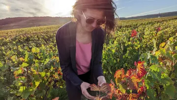 Frau untersucht bunten Rebstock in sonnenbeschienenem Weinberg.