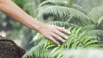A hand touches live ferns in nature.