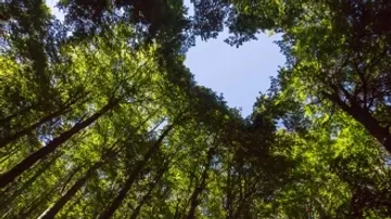 Trees frame a heart-shaped section of the sky.