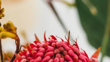 Rote Blüte wächst unter natürlichem Licht in einer Umgebung.