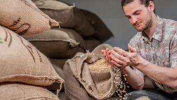 Mann untersucht Kaffeebohnen aus einem Sackleinenbeutel.