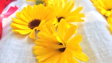 Yellow flowers lie on a white sheet.