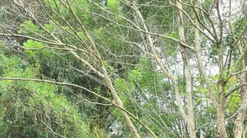 Baum mit verblassten Ästen wächst zwischen üppigem Grün.