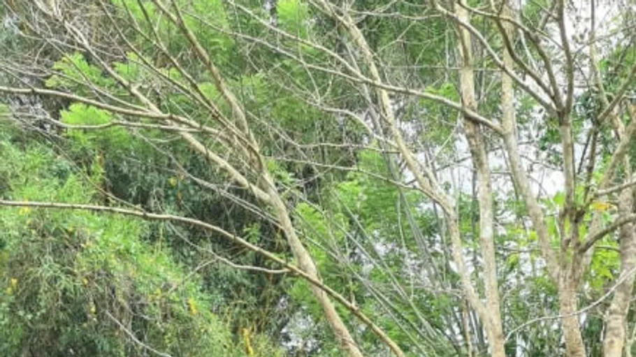 Baum mit verblassten Ästen wächst zwischen üppigem Grün.