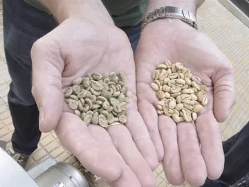 Green and roasted coffee beans in open hands.