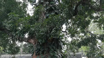 Großer Baum mit dichtem Blattwerk im Freien.