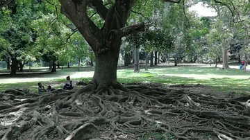 Ein Baum mit weit verzweigten Wurzeln wächst im Park.