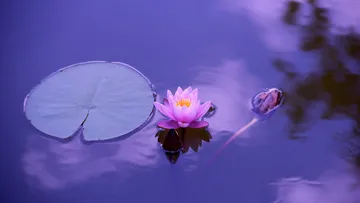 Seerose schwimmt auf Wasser, umgeben von Seerosenblättern.