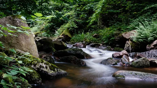 Ein Fluss fließt sanft über Steine im Wald.