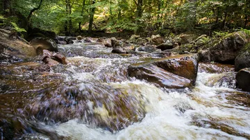 A river flows over rocks in the forest.