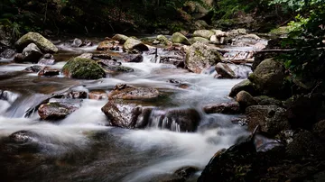Rocks flow through a clear stream in a forest.