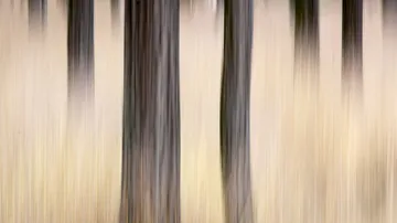 Stems move blurry in a green environment.