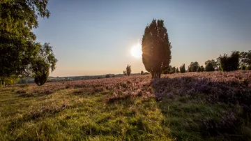 Sichtbare Sonnenuntergang über blühender, lila Heidefläche.