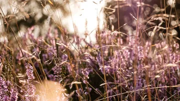 Lila Blumen wachsen im Sonnenlicht, umgeben von hohem Gras.