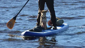 A person paddles on a board with a dog.
