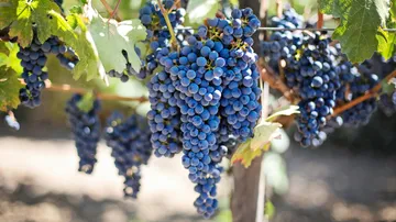Dark grapes hang from an outdoor vine.