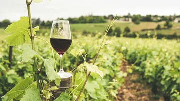 Weinglas steht neben Rebstöcken in einem Weinberg.