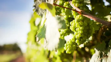 Grüne Trauben wachsen an einem Weinstock in der Sonne.
