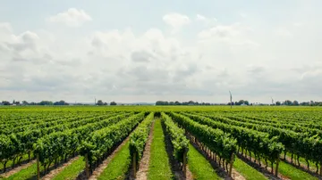 Vineyard with green vines, under a cloudy sky.