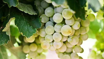 Green grapes hang from an outdoor vine.